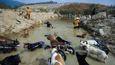 FOTO: Shelter Anjing Disabilitas yang Merana Karena Pandemi Shelter anjing disabilitas di Thailand merana karena terancam pandemi virus corona.