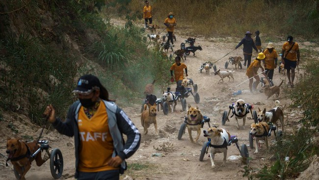 FOTO: Shelter Anjing Disabilitas yang Merana Karena Pandemi