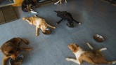 FOTO: Shelter Anjing Disabilitas yang Merana Karena Pandemi Shelter anjing disabilitas di Thailand merana karena terancam pandemi virus corona.