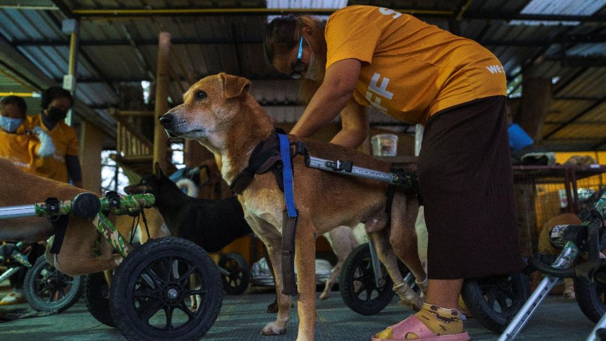FOTO: Shelter Anjing Disabilitas yang Merana Karena Pandemi