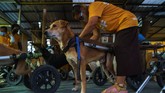 FOTO: Shelter Anjing Disabilitas yang Merana Karena Pandemi Shelter anjing disabilitas di Thailand merana karena terancam pandemi virus corona.