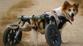 FOTO: Shelter Anjing Disabilitas yang Merana Karena Pandemi Shelter anjing disabilitas di Thailand merana karena terancam pandemi virus corona.