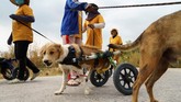 FOTO: Shelter Anjing Disabilitas yang Merana Karena Pandemi Shelter anjing disabilitas di Thailand merana karena terancam pandemi virus corona.