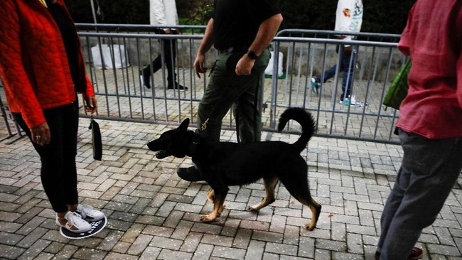 Jasa anjing telah digunakan untuk mendeteksi Covid-19 di bandara Dubai.