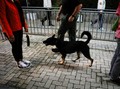 Anjing Terlatih Bisa Mencium Bau Virus Corona dari Urin
