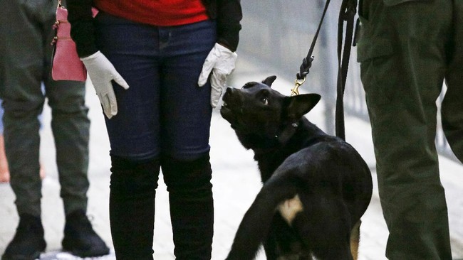 Militer India melatih sejumlah anjing pelacak untuk mengenali orang yang terinfeksi virus corona.
