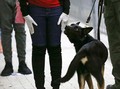 Militer India Latih Anjing Pelacak Deteksi Infeksi Corona