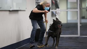 Studi Klaim Anjing Bisa Akurat Deteksi Covid-19 di Bandara