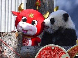 10 Anak Panda Kebagian Angpao Pas Imlek