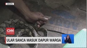VIDEO: Ular Sanca Masuk Dapur Warga, Melilit di Tabung Gas
