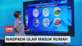 VIDEO: Waspada Ular Masuk Rumah