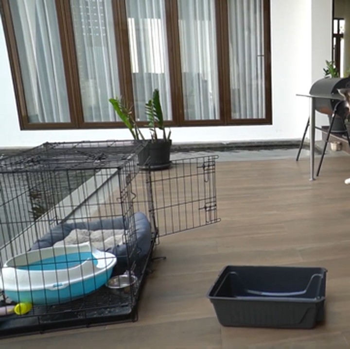 <p>Tak hanya itu, Hengky juga memiliki kolam besar  di rumahnya nih, Bunda. Dikelilingi dengan lantai kayu, Hengky bisa meletakkan kandang kucing di dekat kolam. (Foto: youtube HK Family)</p>