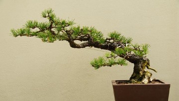 BONSAI MAHAL LAIN YANG HARGANYA TAK KALAH FANTASTIS