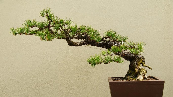 Ilustrasi bonsai