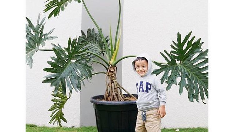 Philodhendron milik Sonya Fatmala
