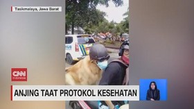 VIDEO: Anjing Taat Protokol Kesehatan