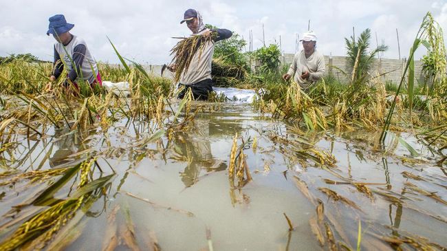 Ratusan Hektare Sawah di Jawa Timur Gagal Panen Akibat Banjir