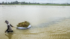 Dua Malam Hujan Deras, 203 Hektare Sawah di Lampung Bak Lautan