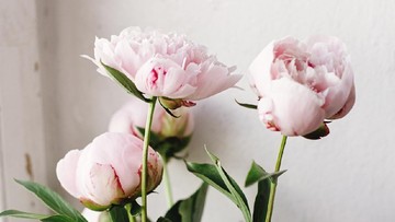 Cara Agar Bunga Peony Potong Lebih Awet