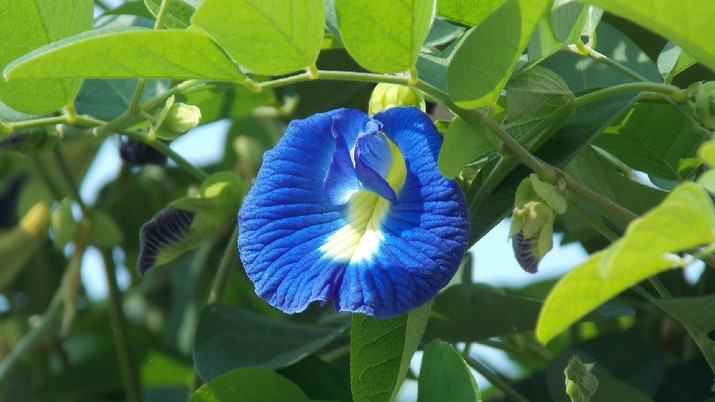 Clitoria ternatea , Kembang Talang (Ist Ganesh balasubramanyam via Pixabay )