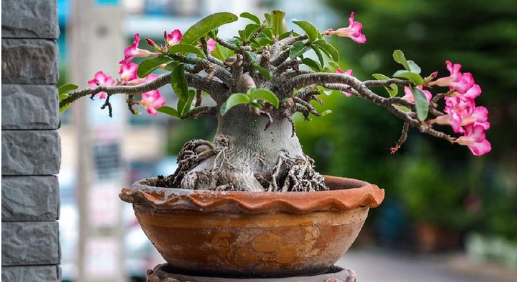 5 Cara Merawat Tanaman Hias Adenium agar Berbunga Lebat Tanaman hias adenium hingga kini banyak penggemarnya lho, Bunda. Jika Bunda termasuk yang memiliki tanaman hias ini, lakukan tips berikut supaya bunganya lebat.