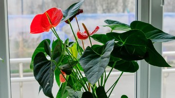 PERHATIKAN DAUN PADA BIBIT TANAMAN HIAS ANTHURIUM