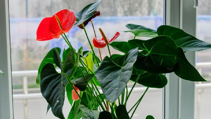 Pink blooming anthurium flower in window sill. domestic gardening. Home plant