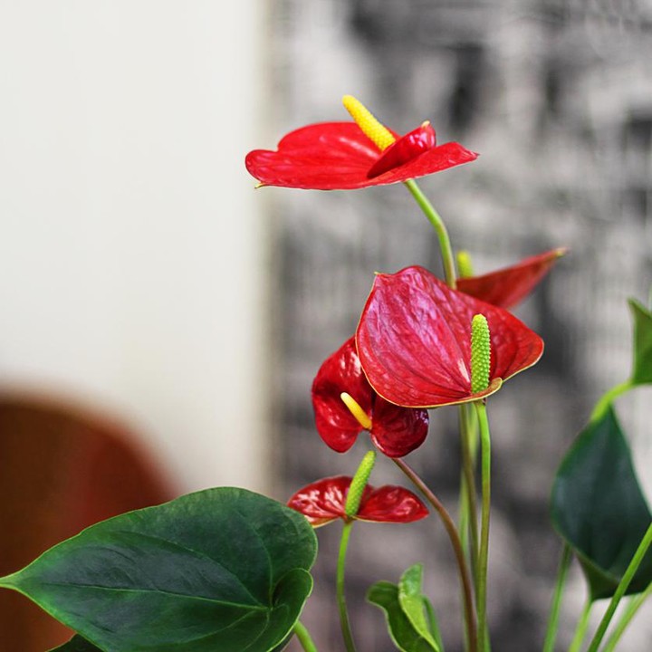 Tanaman Hias Anthurium Warna Merah, Hiasan Wajib Saat Imlek