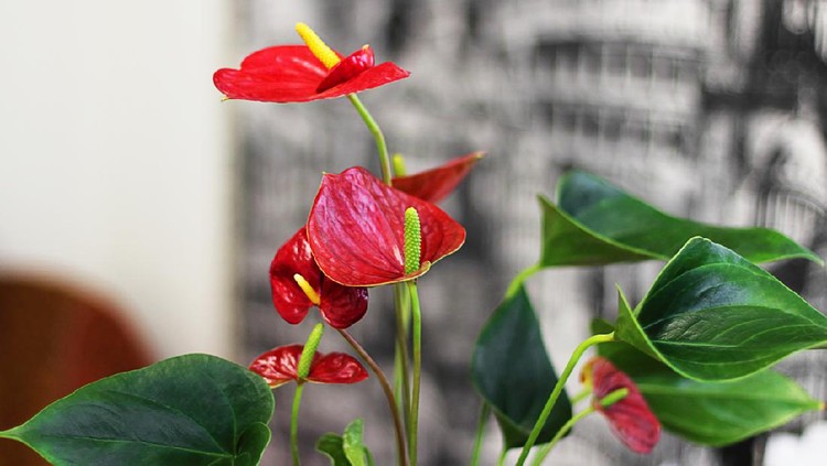 Anthurium flower in a classic interior. Selective focus.