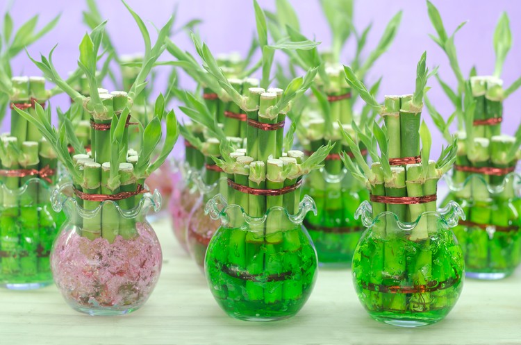 Lucky bamboo (Dracaena sanderiana) in a glass pot