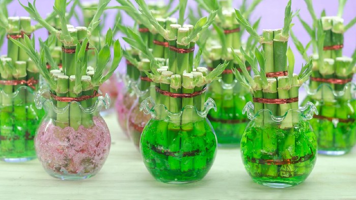 Lucky bamboo (Dracaena sanderiana) in a glass pot