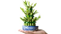 7 Manfaat Bambu Hoki: Membersihkan Udara hingga Bawa Keberuntungan Menurut Feng Shui