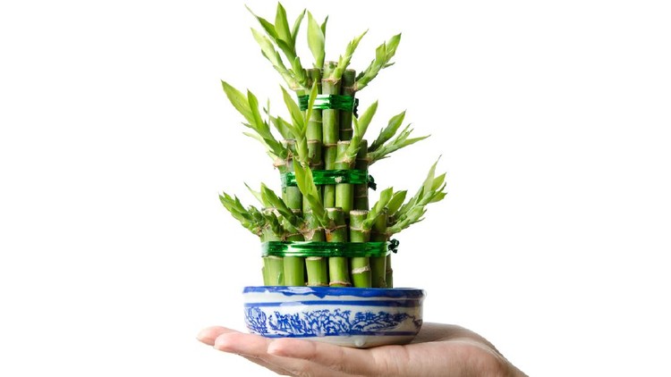 Chinese Lucky bamboo, Dracaena sanderiana, isolated