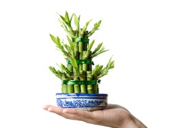 Manfaat Bambu Hoki untuk Rumah, dari Estetika hingga Kualitas Udara