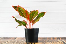SETEK TANAMAN HIAS AGLAONEMA