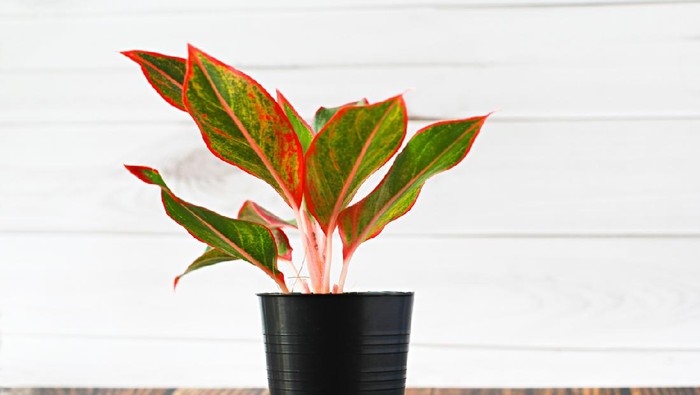 Ilustrasi aglaonema