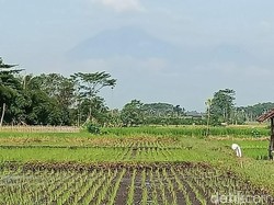 BPBD Lumajang Imbau Penambang dan Warga Menjauh Saat Banjir Lahar Semeru