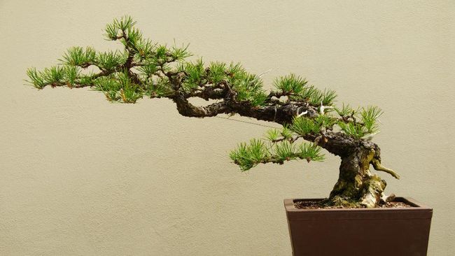 Tanaman Hias Bonsai Termahal Di Dunia Harga Capai Rp18 M