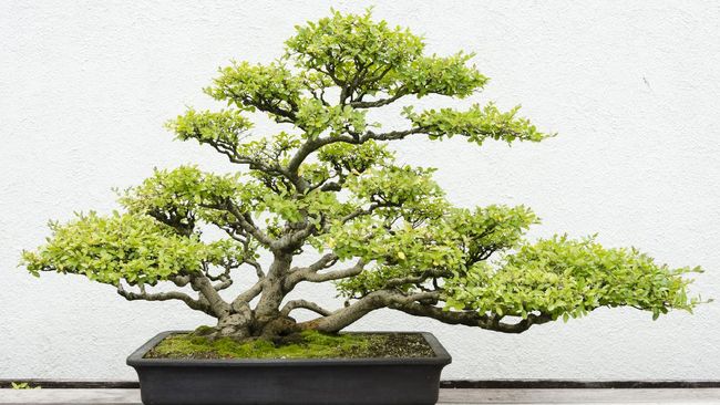 Cara Merawat Tanaman Hias Bonsai Pinus Bonsai merupakan salah satu jenis tanaman hias termahal di dunia yang harganya bisa capai Rp18 miliar.