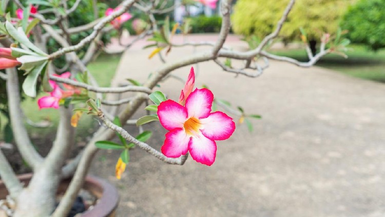 Beautiful Pink Adenium flower,pink flower in the garden
