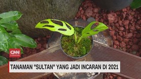 VIDEO: Tanaman Sultan yang Jadi Incaran di 2021