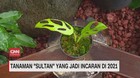 VIDEO: Tanaman Sultan yang Jadi Incaran di 2021
