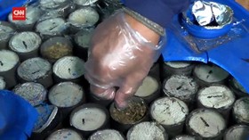 VIDEO: 500 KG Ganja Dikemas Seperti Lemang Disita BNN