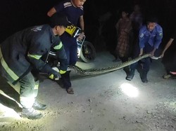 Ular Piton 3 Meter Masuk ke Kandang Ayam Warga di Luwu, Dievakuasi Damkar