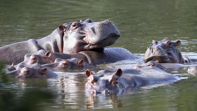 Kuda Nil Mati di Kongo Gegara Sungai Tercemar Zat Beracun Sungai yang tercemar zat beracun di Kongo membunuh sejumlah satwa liar, termasuk kuda nil.