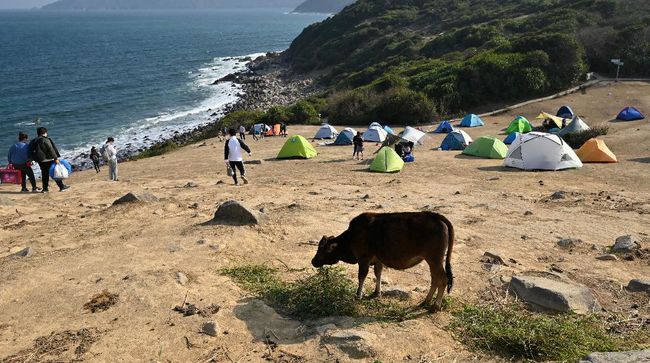 Mendaki dan berkemah di luar area yang sudah ditetapkan hingga iseng memberi makan sapi liar membuat rantai makanan di Pulau Grass terganggu.