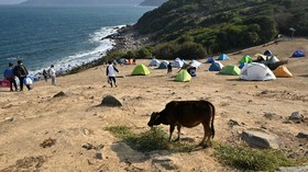 img-title Ramai Pendaki Dadakan, Sapi Liar di Hong Kong Makan Sampah