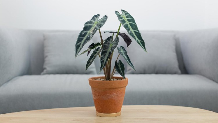 tanaman hias alokasia Alocasia sanderiana Bull or Alocasia Plant in clay pot on wooden table in living room