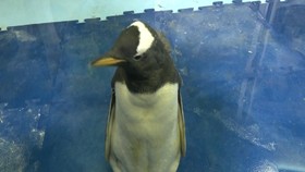 VIDEO: Kelahiran Bayi Penguin Antartika Pertama di Meksiko
