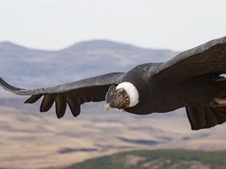 35 Burung Langka di Bolivia Ditemukan Mati, Diduga Diracun